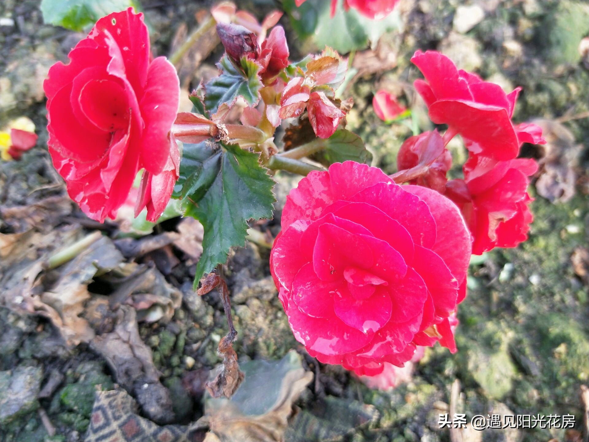 丽格海棠根烂怎样补救,丽格海棠为啥不浇水也烂