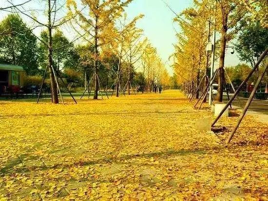 温州银杏哪里最美,温州秋冬的银杏树确实美