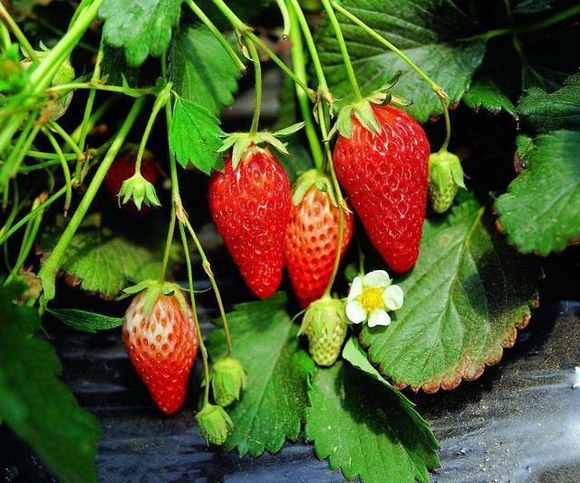 草莓叶茎发黑叶子干枯是什么病,草莓叶片干枯发黄怎么补救