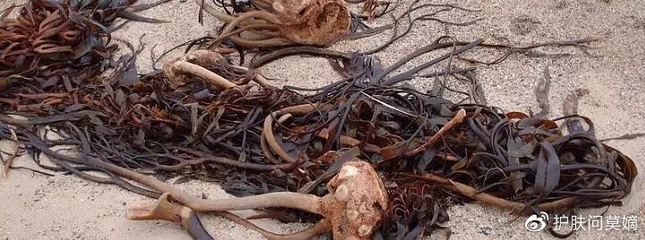 海藻面膜评价语,海藻小颗粒面膜免调