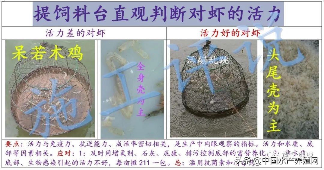 对虾养殖红体消毒用什么好,对虾红体病的原因和治疗