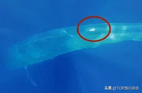 北海游玩观鲸,广西观鲸