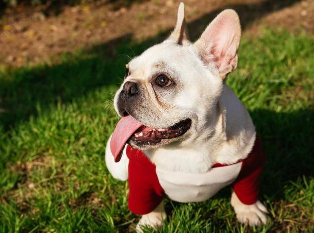 法国斗牛犬可以养吗,法国斗牛犬怎么养