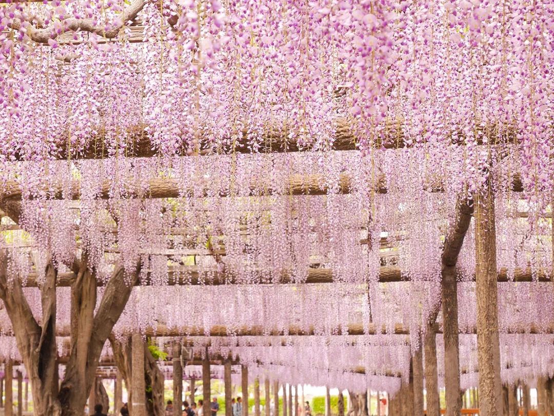 日本名古屋有什么好吃的,名古屋美食大起底