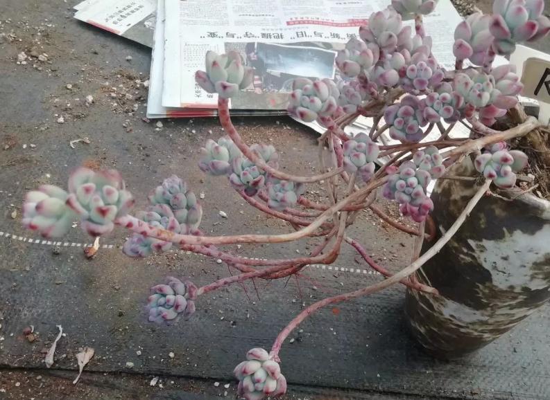 多肉养出状态来有多美?这102种多肉控养上色之后美呆了