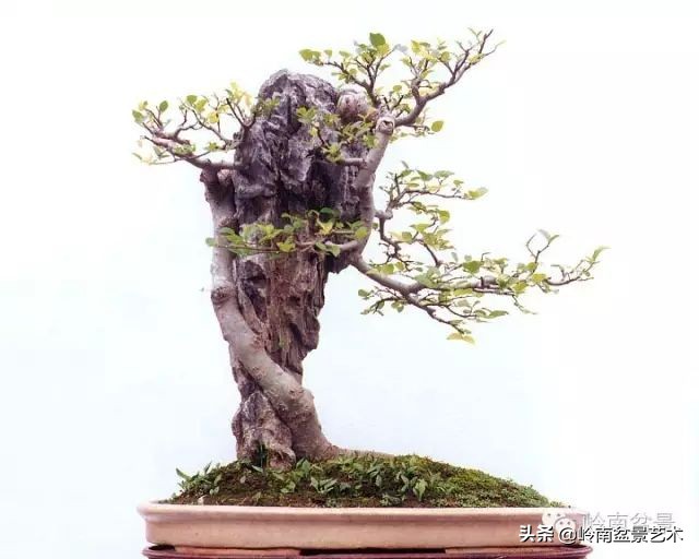 鎺㈡灊妞嶇墿,鎺㈡灊