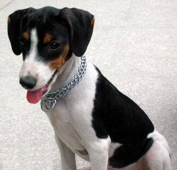 杰克罗素梗和德国猎犬哪个厉害,杰克罗素梗是什么型犬