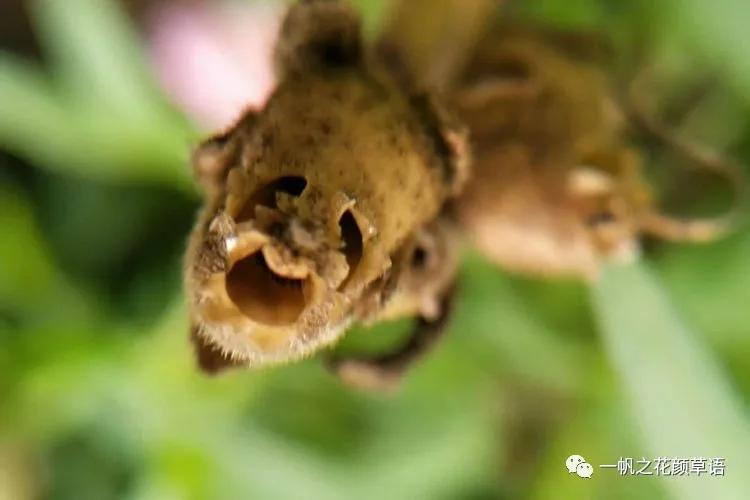 金鱼草的简介,金鱼草的地径