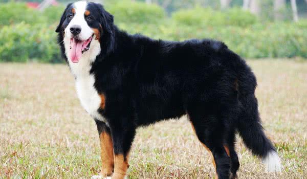 各种犬的性格分析,中型犬性格好的有哪些