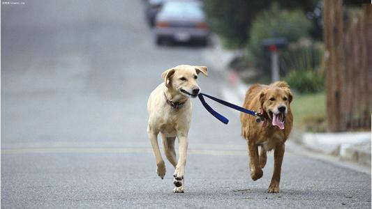 为什么狗狗一直不立耳,为什么狗狗一直不发脾气