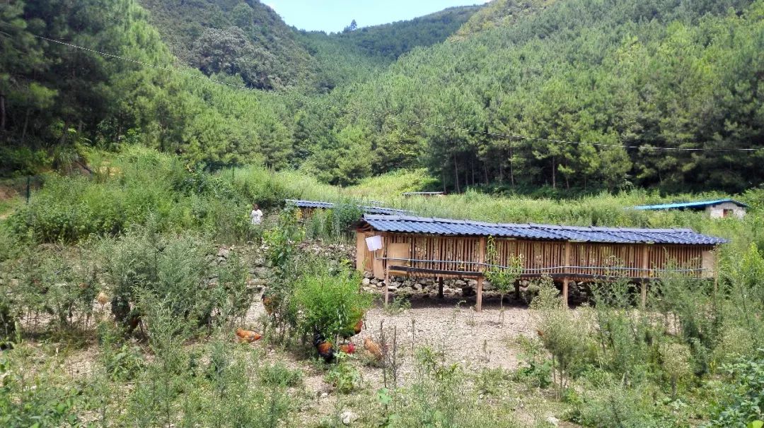 绿壳鸡蛋怎么吃最有营养,富硒绿壳鸡蛋的做法