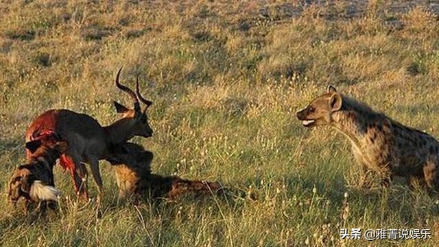 黑人体格远胜黄人白人，为何他们在历史上从未缔造过伟大国度？