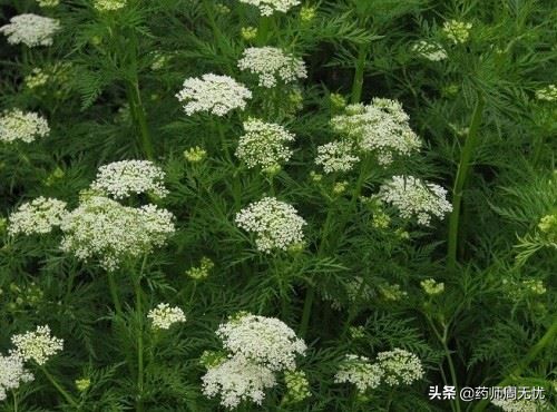 白话中药,白话中药防风配方