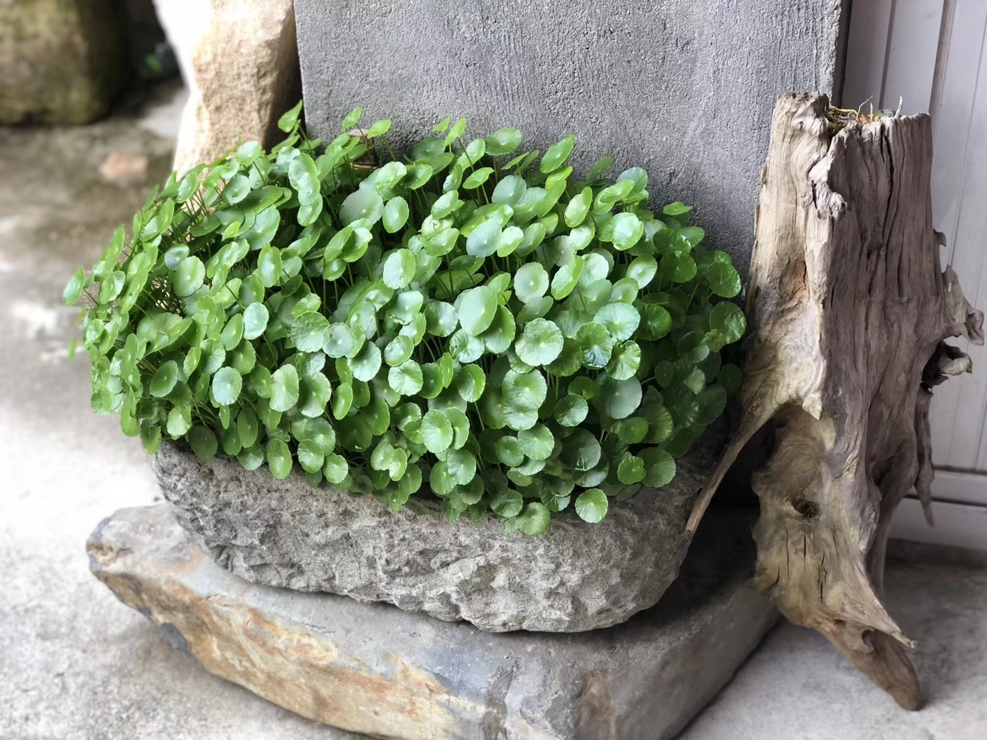 铜钱草长得太高了要不要修剪,铜钱草长得太高了咋办