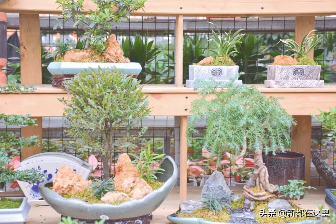 三圣花卉市场正规吗,三圣乡花卉市场今日现状