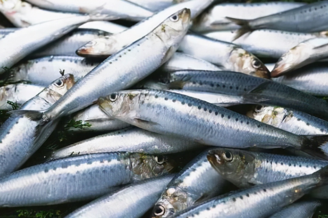 5种无法人工养殖的野生海鱼,哪些食用海鱼可以人工养殖