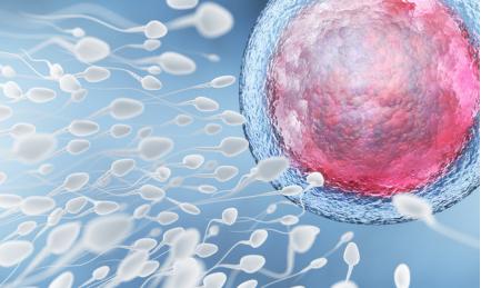 论当我还是一颗精子时，是如何跨越重重阻碍与“她”相遇