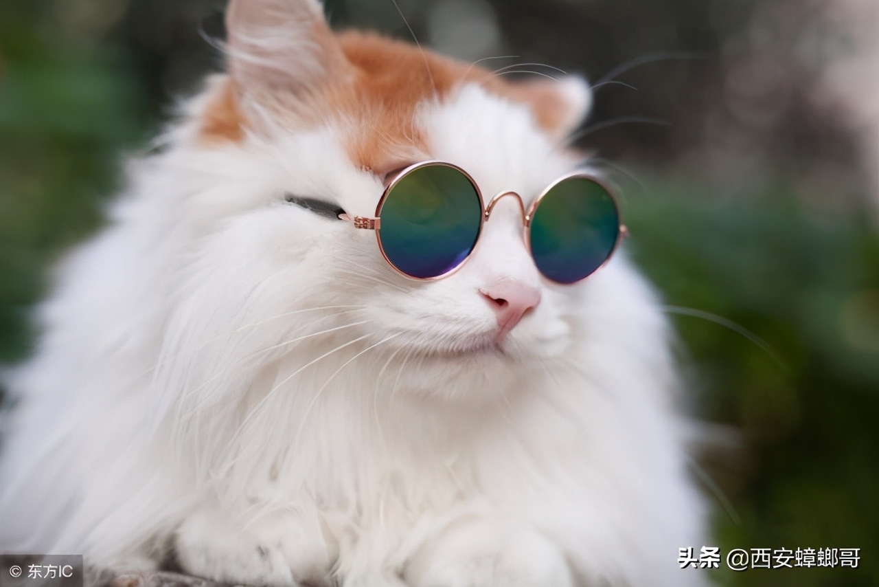 汽车如何防老鼠防猫,汽车发动机舱防猫最好的办法