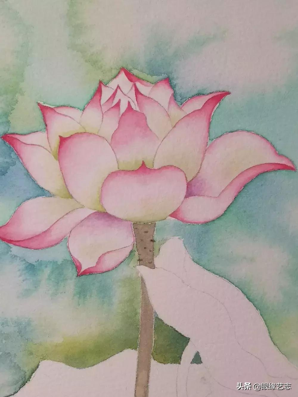 水彩莲花画法教程,白色荷花水彩画法教程