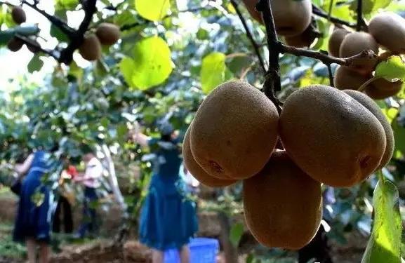 西峡县有哪些特色小镇,河南西峡美丽小镇