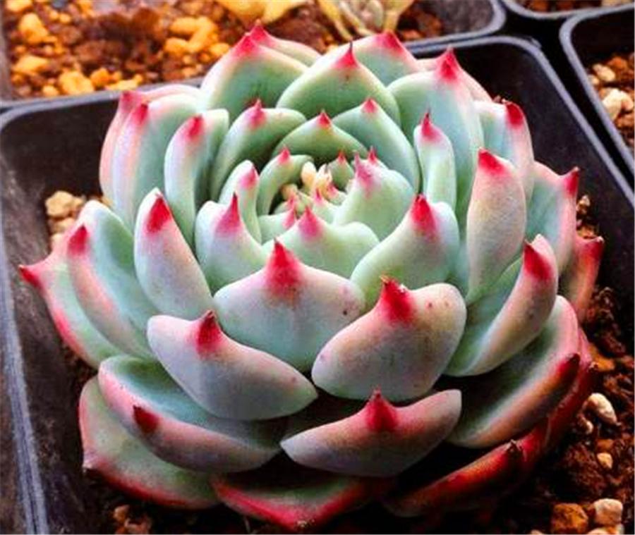 吉娃娃多肉爆头怎么办,吉娃莲多肉容易服盆吗