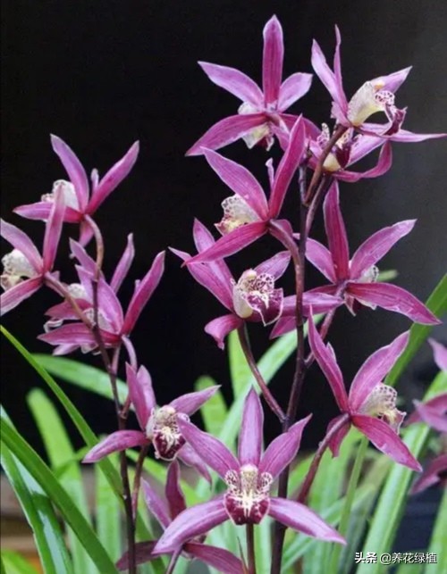 兰花是怎样分类的,兰花分为哪些品种