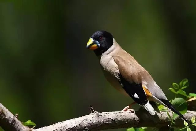 常见鸟类黑尾蜡嘴雀,蜡嘴鸟雏鸟几个月后会鸣叫