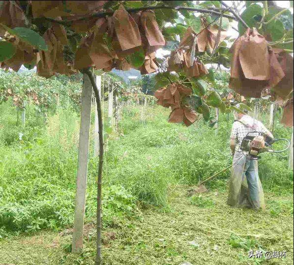 农村创业致富小点子有哪些,2017推荐农村创业致富的3个金点子