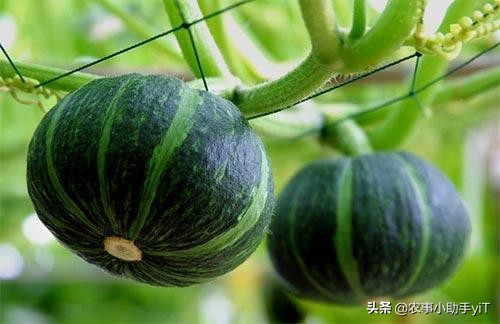 南瓜徒长不开花无雌花怎样补救,南瓜防徒长