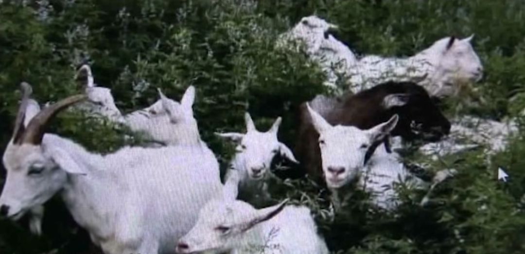 小孩发烧可以喝羊奶吗有没有影响,孩子喝鲜羊奶发烧怎么回事