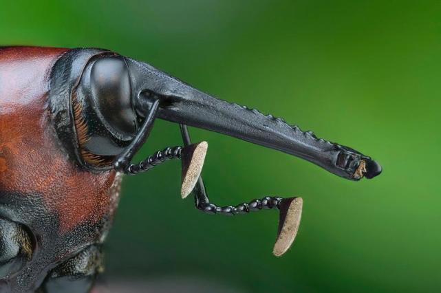 都有哪些常见的甲虫,不同种类但是很相似的甲虫图片