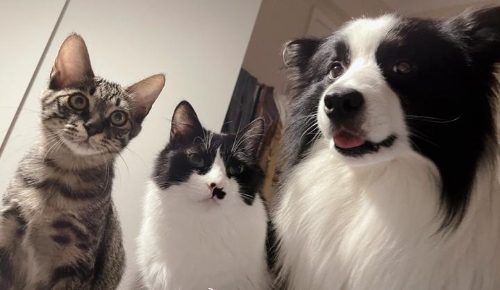 狗狗胃不好老是呕吐怎么调理,狗狗胃不舒服不吃东西怎么办呢