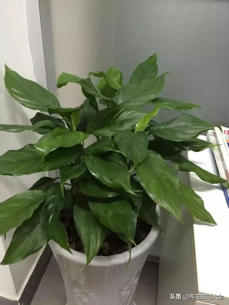 4种耐阴花好看好养活室内也能开,和绿萝长得很像耐阴的植物