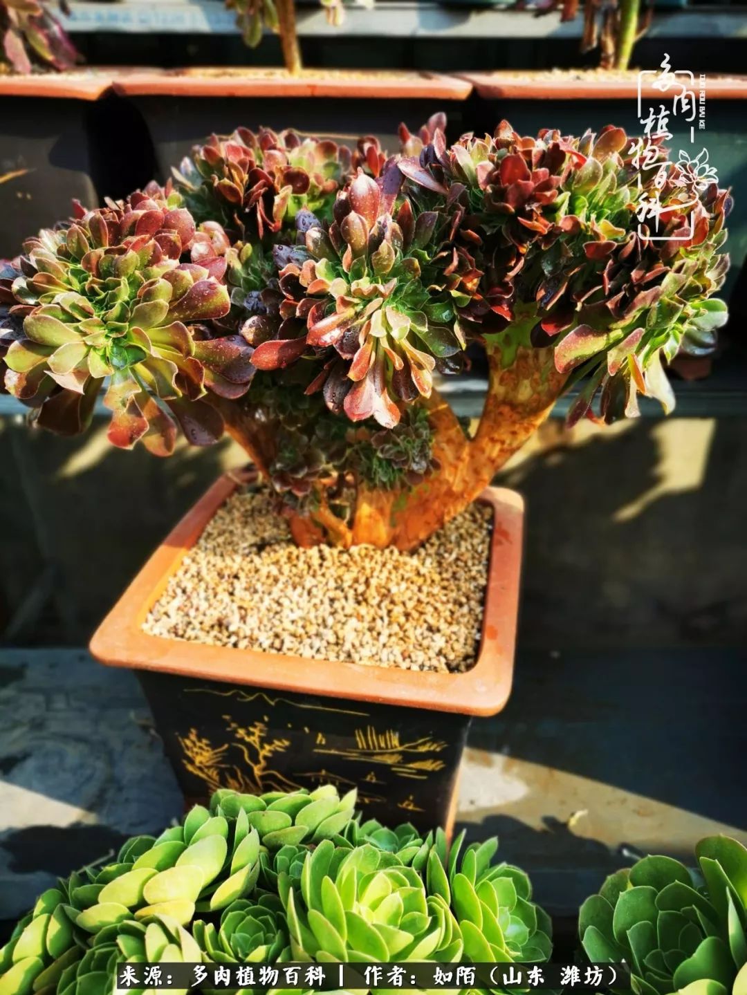 凤凰涅槃,浴火重生!多肉法师圣斗士们的秋天!(附养护经验)