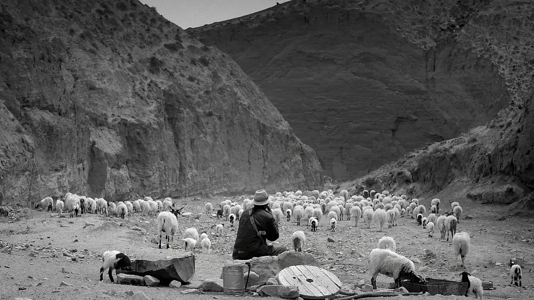 40岁牧羊人被发廊妹骗去16万血汗钱，这电影后劲太大