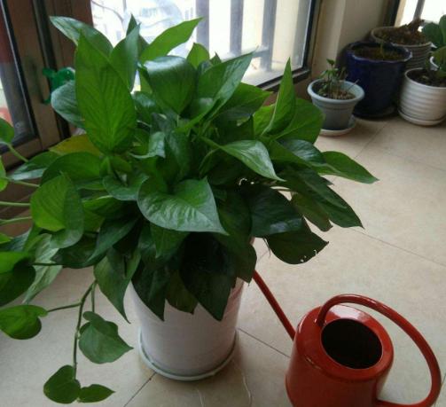 和绿萝一样好养的大型绿植,绿植绿萝怎么养才能更旺盛