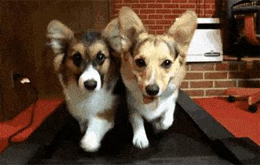 湖北省孝感市养犬规定,湖北出台养犬条例金毛算大型犬吗