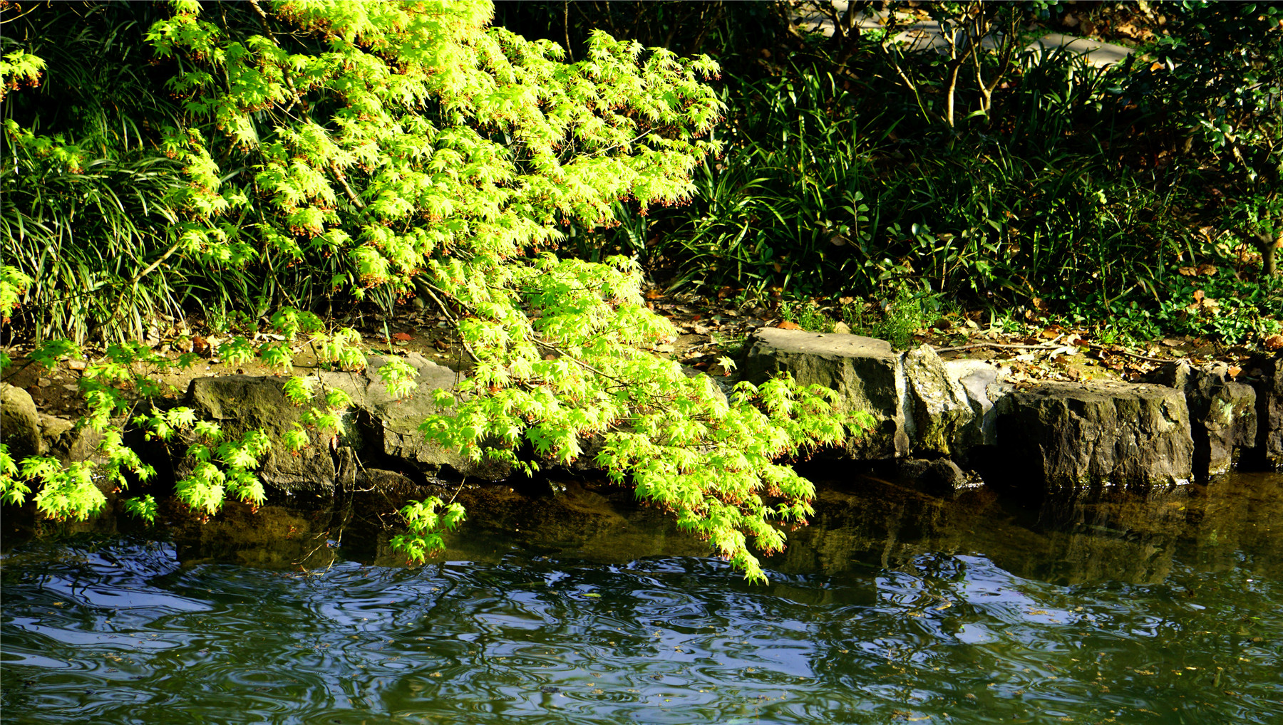 杭州西湖游玩攻略大全,杭州西湖最佳游玩攻略
