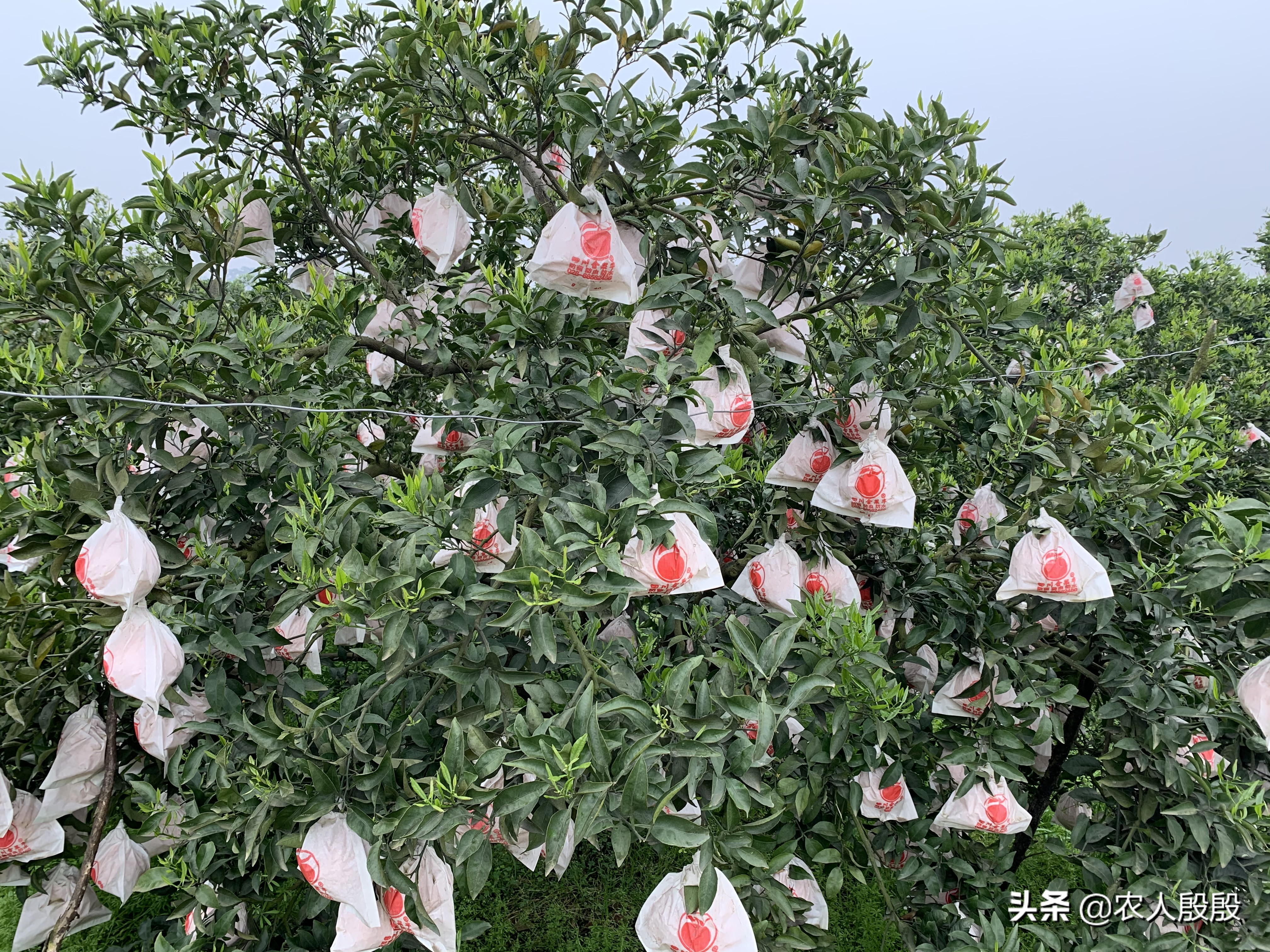 柑橘结完果怎么更新树枝,柑橘树如何留果