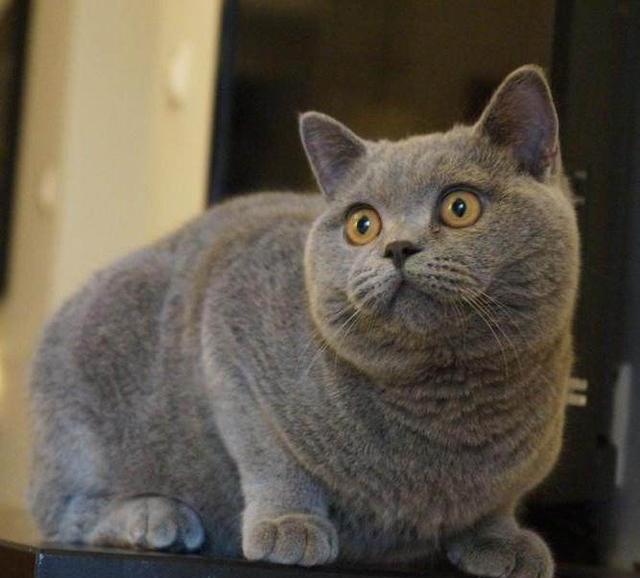 怎样买到纯血统美短,买纯种英短