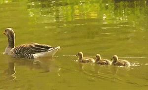 捉鸭记特惠,捉鸭记优惠套餐