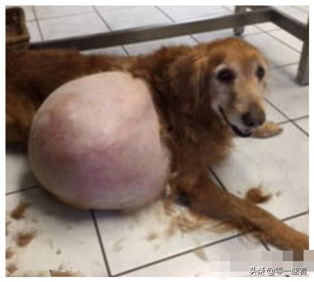 金毛患病被抛弃完整版,肿瘤金毛被抛弃