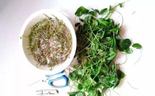 3种“喜水花”，春天多喂一点水，咕噜咕噜窜大个，特喜人