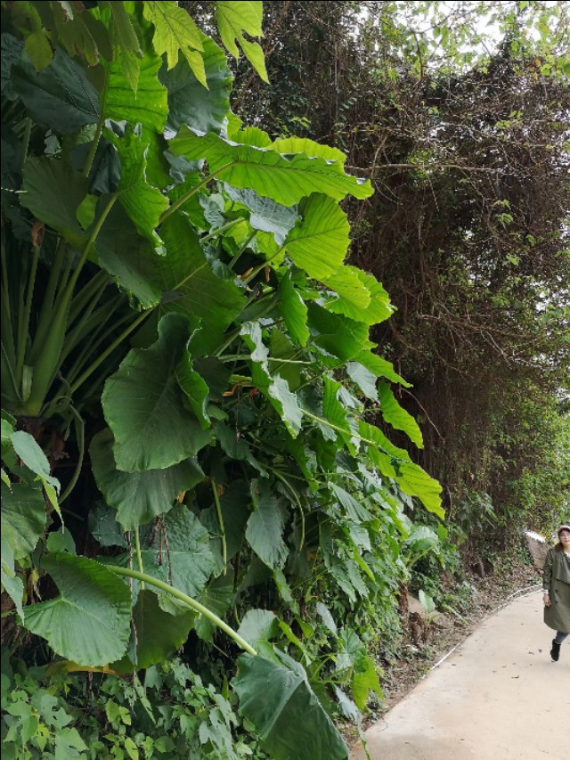 热带雨林中的蓬莱,热带岛屿游玩攻略