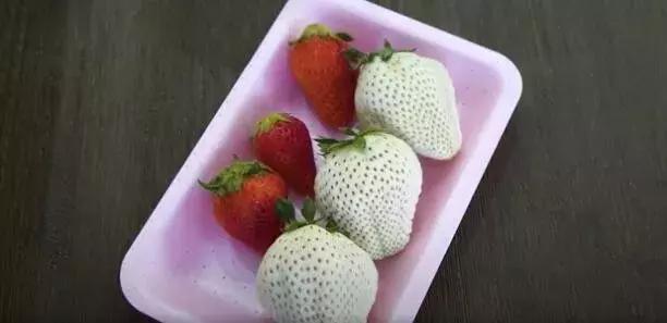 50元一颗的高端葡萄有什么特别,300元一斤的葡萄你觉得贵吗