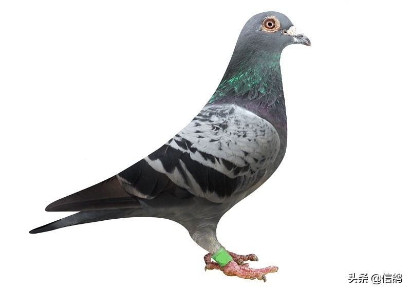 种鸽产无精蛋的原因及解决方法