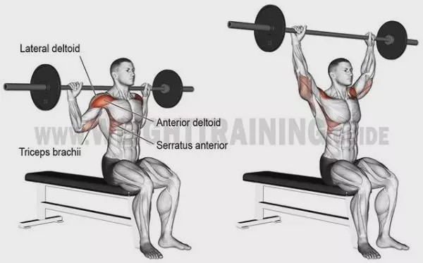 胸肩背臂腿腹训练动作,腰臀肌肉训练方法