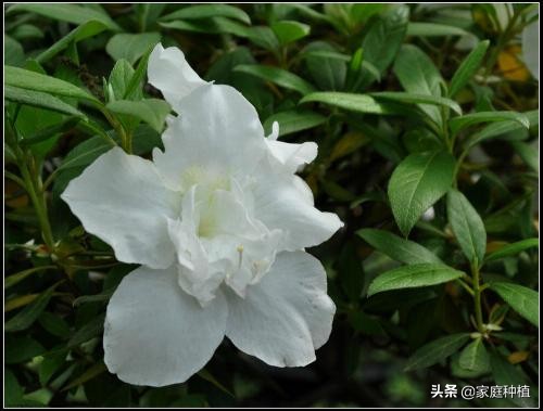 有种植物叫杜鹃,植物杜鹃
