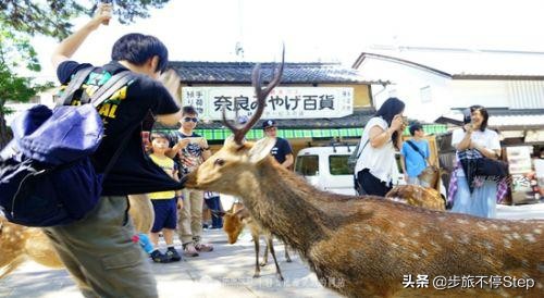 春游赏樱花日本,日本京都奈良赏樱