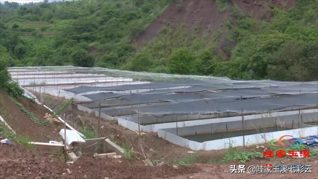 牛蛙养殖生财有道,大龙潭牛蛙养殖前景